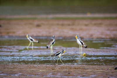 Birds on the beach