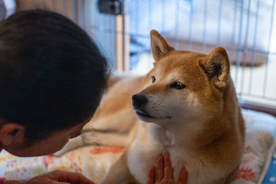Close-up of dog looking away