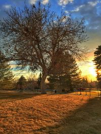 Bare trees on field at sunset
