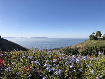 Scenic view of flowering plants by land against clear blue sky