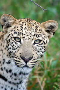 Close-up portrait of a leopard