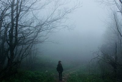 Silhouette of bare tree in foggy weather