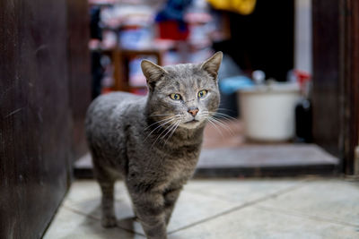 Portrait of tabby cat on tiled floor