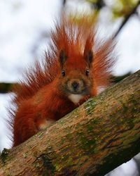 Close-up of squirrel on tree