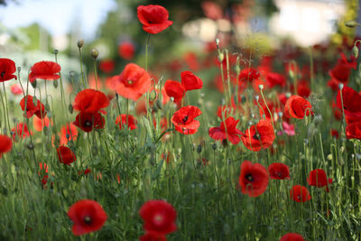Close-up of poppy flowers blooming in field