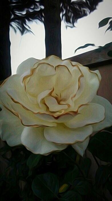 CLOSE-UP OF ROSE BLOOMING OUTDOORS