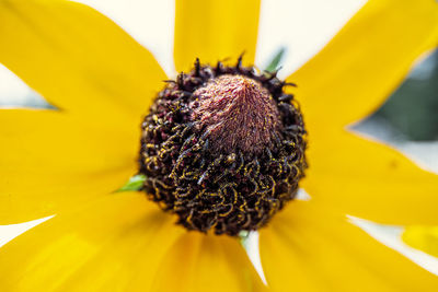 Close-up of sunflower