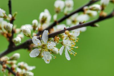 Close-up of white flowers