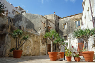 Potted plants on alley amidst buildings in city