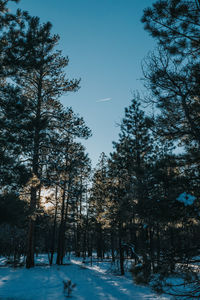 Trees on snow covered landscape