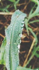 Close-up of wet leaf on field