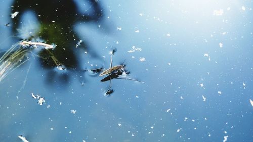 Close-up of fly on glass