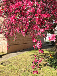 Pink cherry blossom tree in front of building