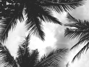 Low angle view of silhouette trees against sky