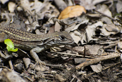 Close-up of lizard on land