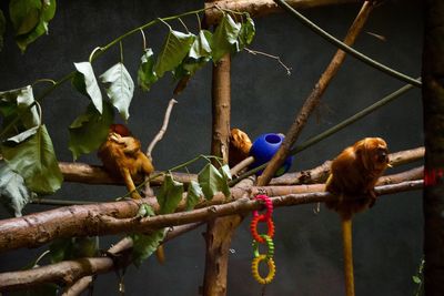 Bird perching on a branch