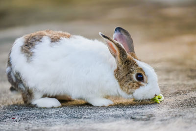 Close-up of a rabbit eating