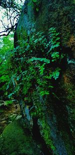 Close-up of moss growing on tree trunk