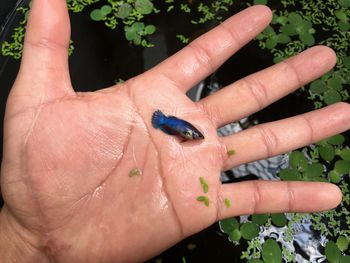 Close-up of hand on twig