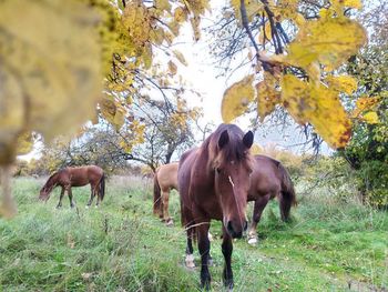 Horses in a field