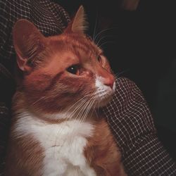 Close-up of cat at home