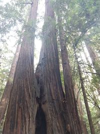 Low angle view of trees growing in forest