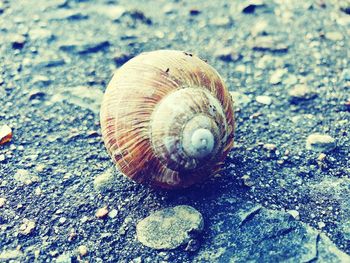 Close-up of snail on land