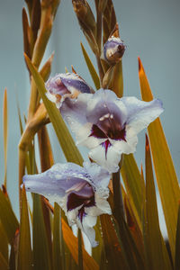 Close-up of flowering plant