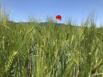 Wheat growing on field against sky