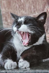 Close-up of cat yawning while sitting on floor