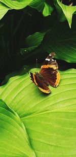 Close-up of butterfly on leaves