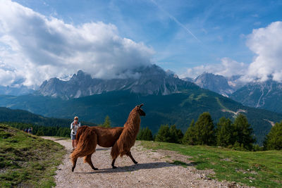 Woman by llama on footpath against mountains and sky