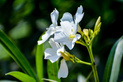 Close-up of white flowering plant