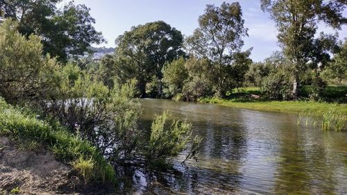 Scenic view of lake in forest against sky