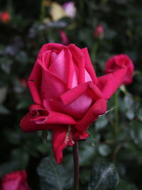 Close-up of red flower blooming outdoors