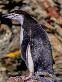 Full length of adelie penguin on rock