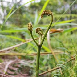 Close-up of plant