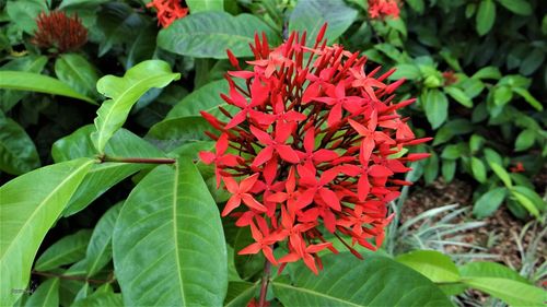 Close-up of red flowers blooming in park