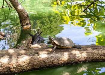 View of a turtle in calm lake