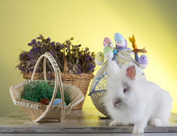 Rabbit and easter decorations on table against wall