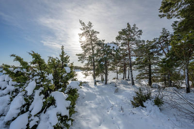 Trees on snow covered landscape