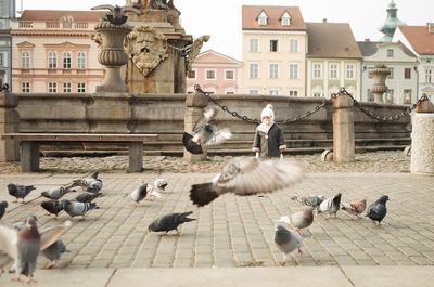 Pigeons on a street