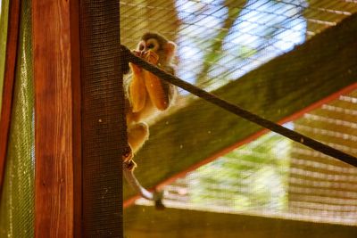 Low angle view of golden squirrel monkey