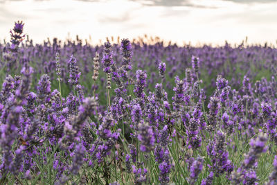 Close-up of purple flowering plants on field