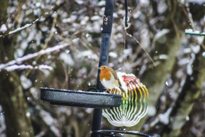 Close-up of bird perching on tree