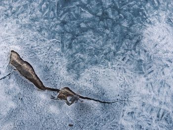 Close-up of lizard on snow