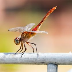 Close-up of insect on wood