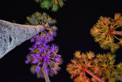 Close-up of purple flowering plants at night