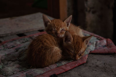 Portrait of cats resting