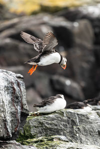 Puffin flying over rock